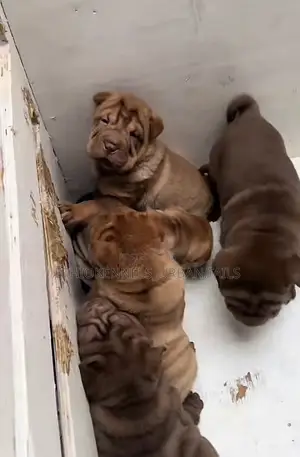 1-3 months Male Purebred Chinese Shar-Pei