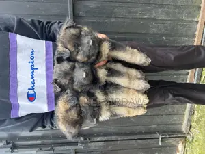 Photo - 1-3 months Female Purebred German Shepherd
