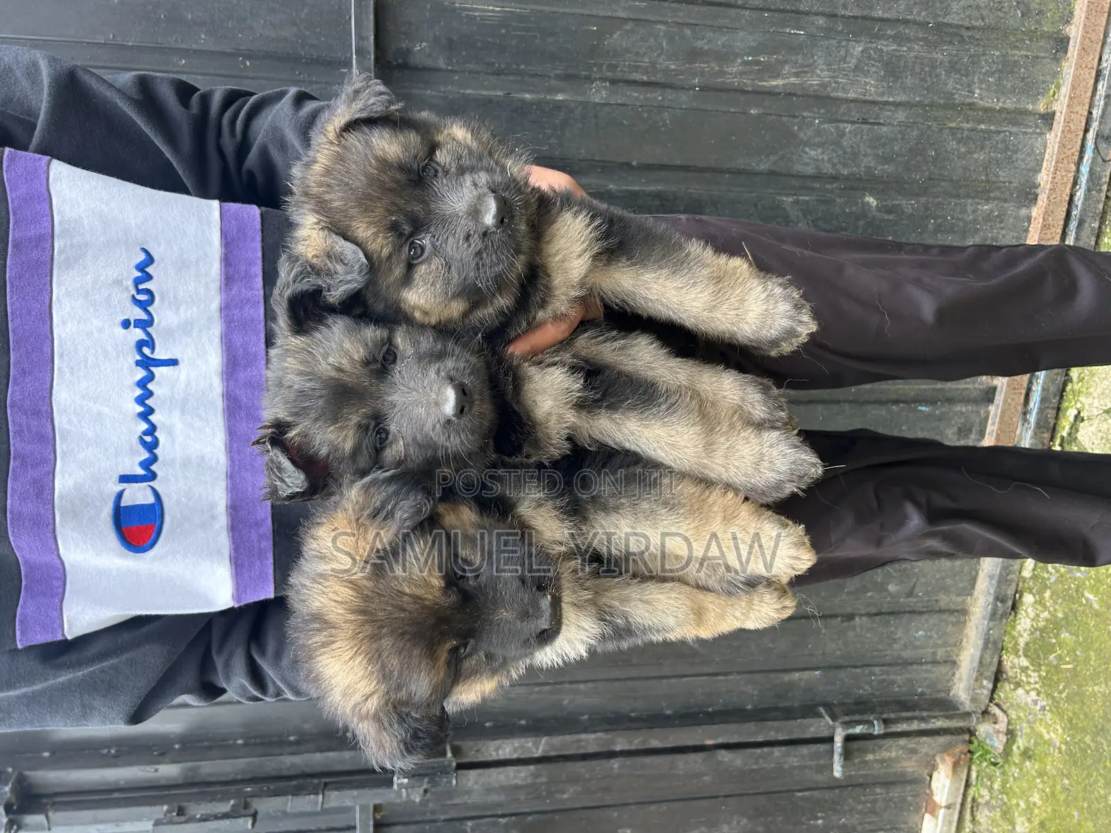 1-3 months Female Purebred German Shepherd