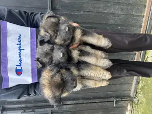 1-3 months Female Purebred German Shepherd