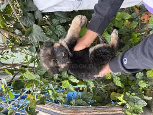1-3 months Female Purebred German Shepherd