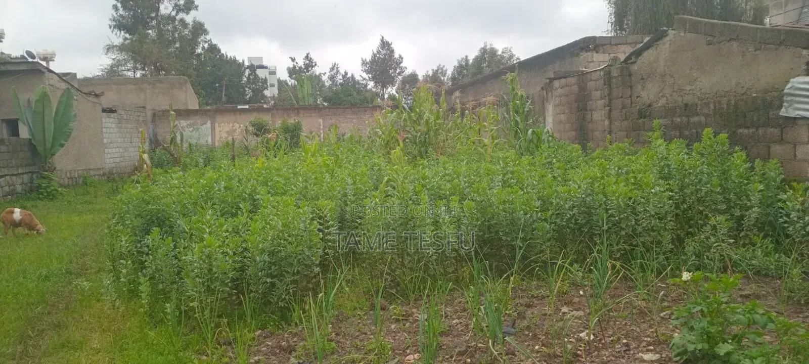 1bdrm House in Cmc Mikael, Bole for sale