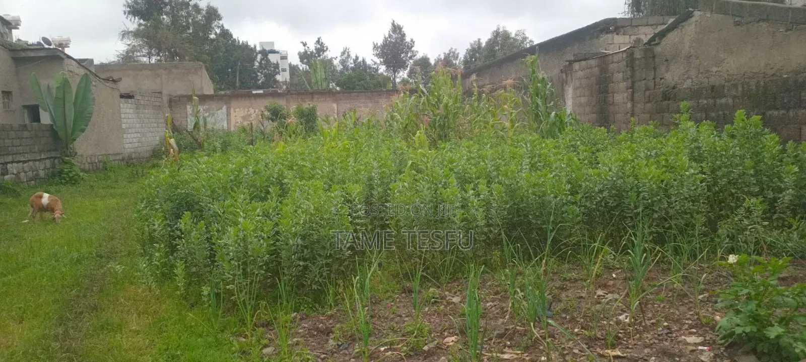 1bdrm House in Cmc Mikael, Bole for sale