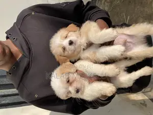 Photo - 1-3 months Male Purebred Maltese