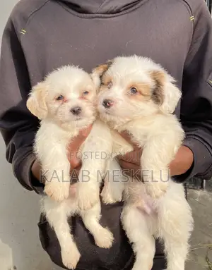 1-3 months Male Purebred Maltese