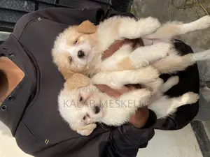 1-3 months Male Purebred Maltese