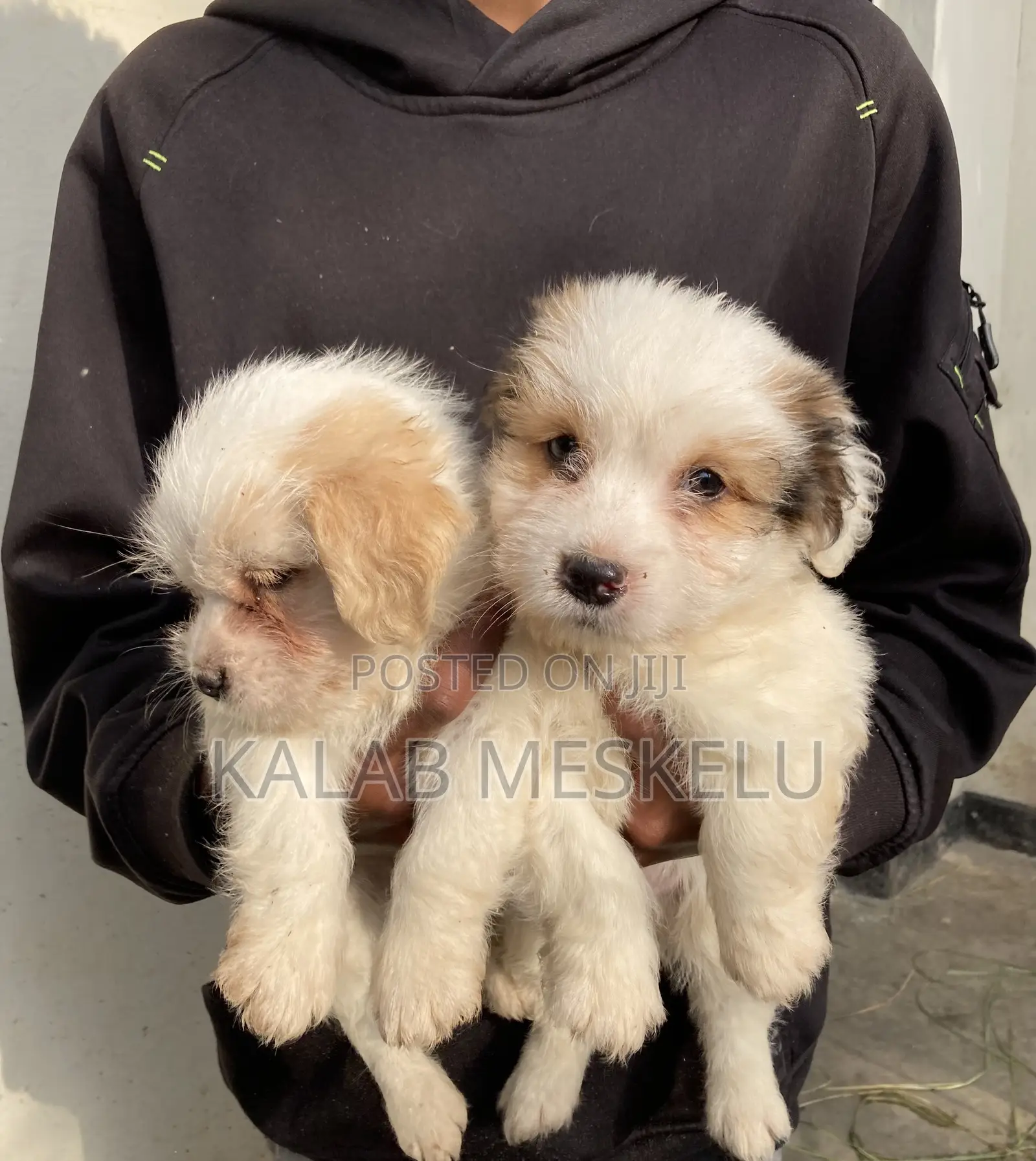 1-3 months Male Purebred Shih Tzu