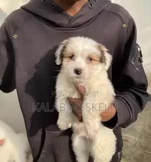 Photo - 1-3 months Male Purebred Shih Tzu