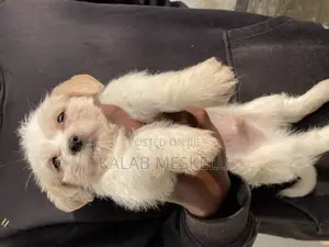 1-3 months Male Purebred Shih Tzu