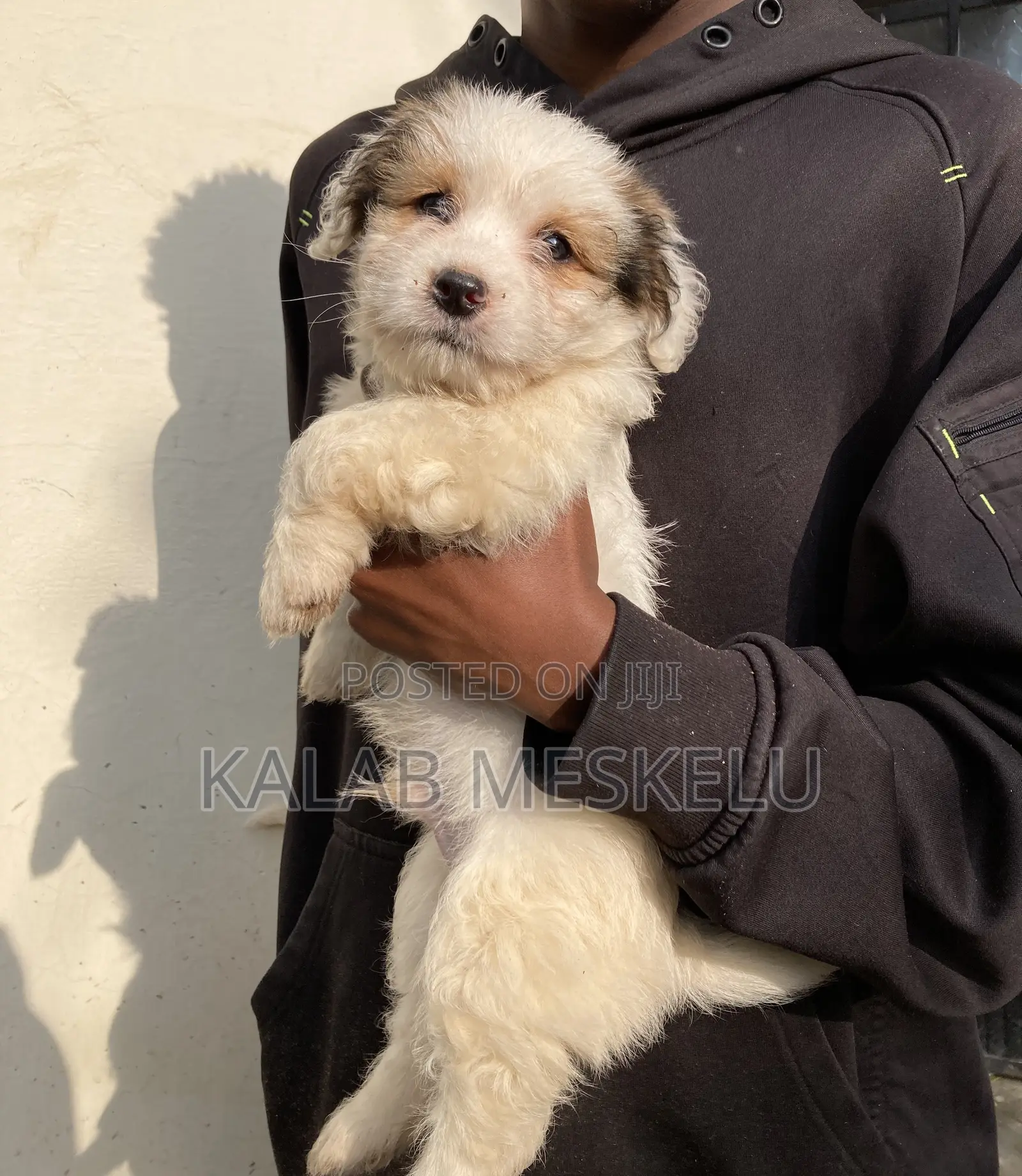1-3 months Male Purebred Shih Tzu