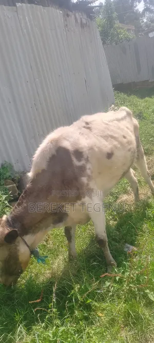 Photo - የሚሸጥ በሬ እና ላም