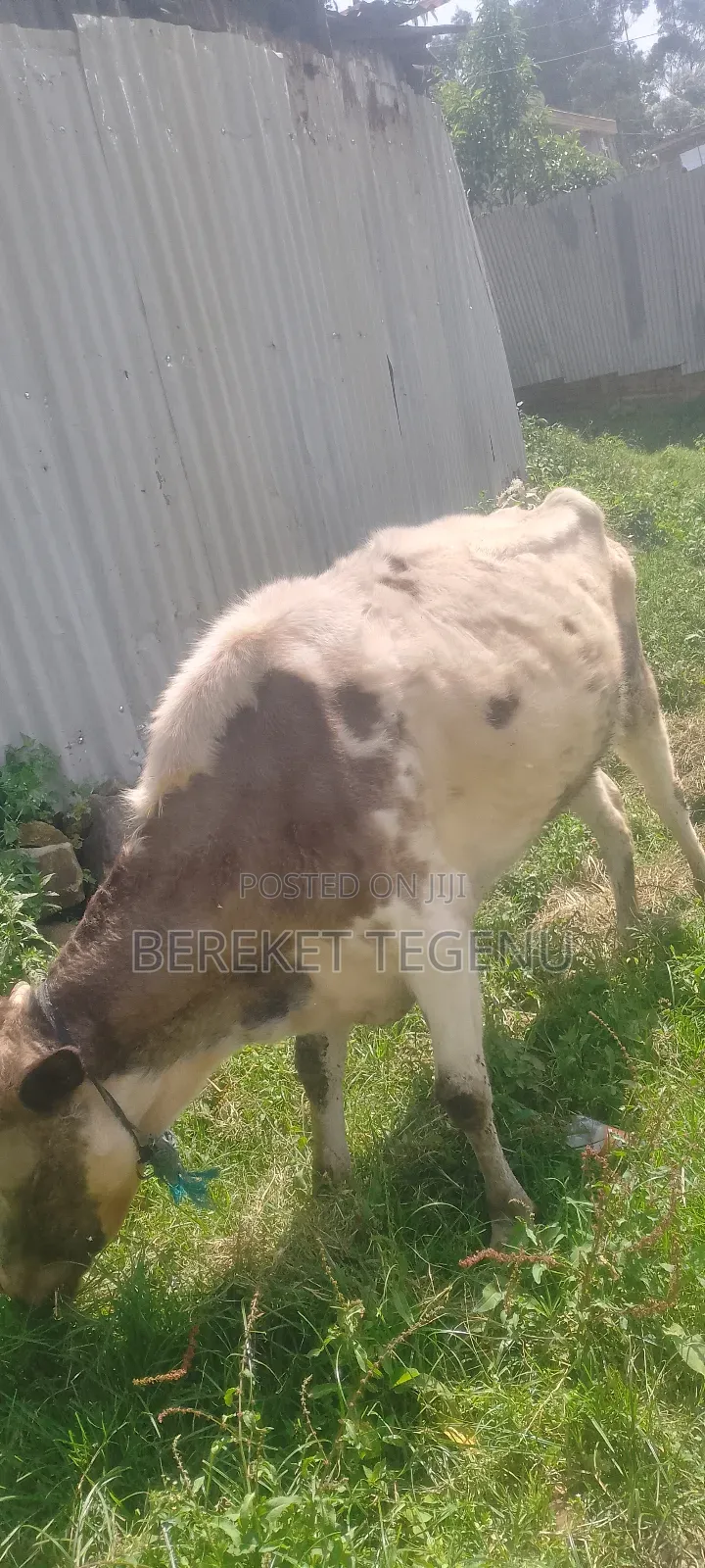 የሚሸጥ በሬ እና ላም