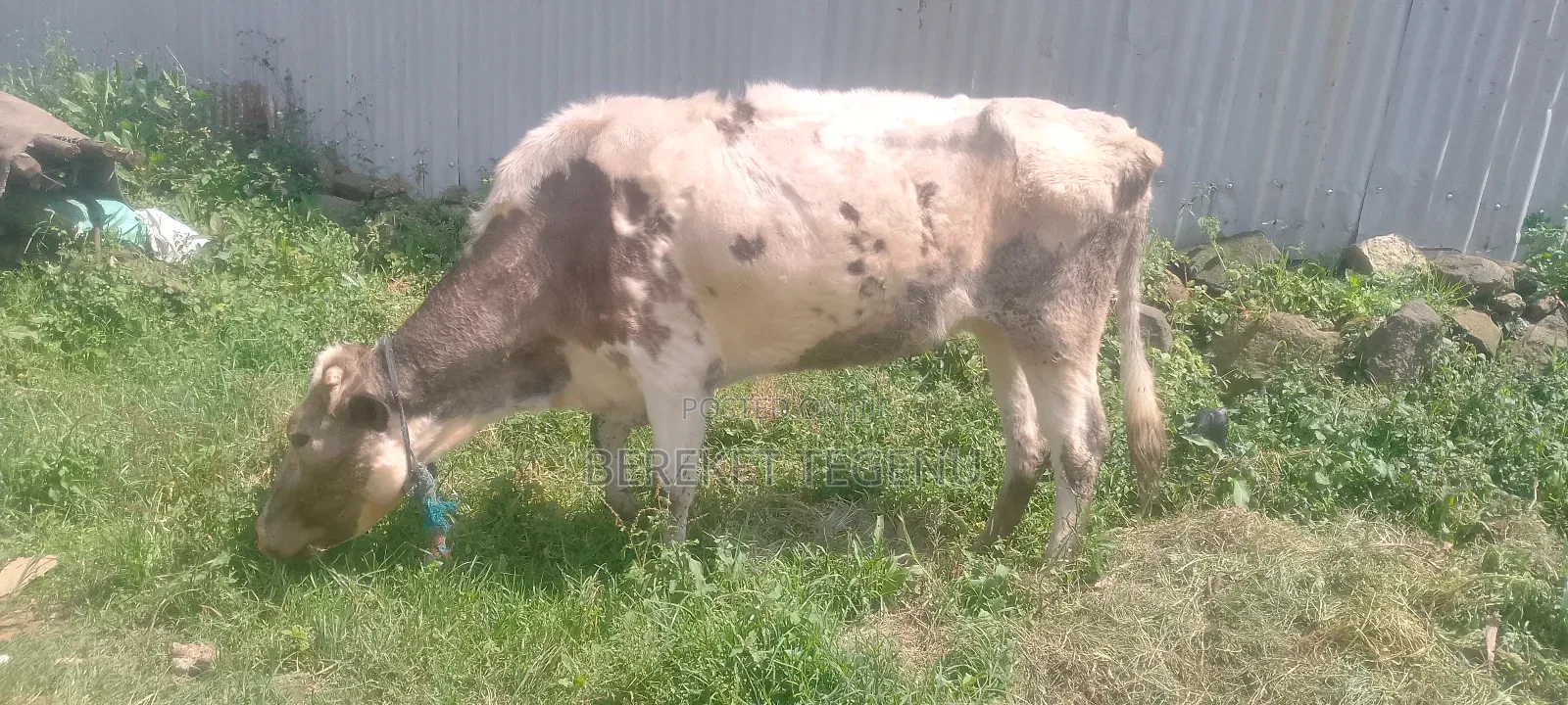 የሚሸጥ በሬ እና ላም