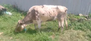 የሚሸጥ በሬ እና ላም