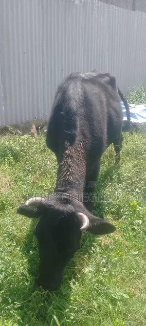 Photo - በሬ እና ላም ለተለያዩ የሚሆኑ ለእርድ የሚያገለግሉ