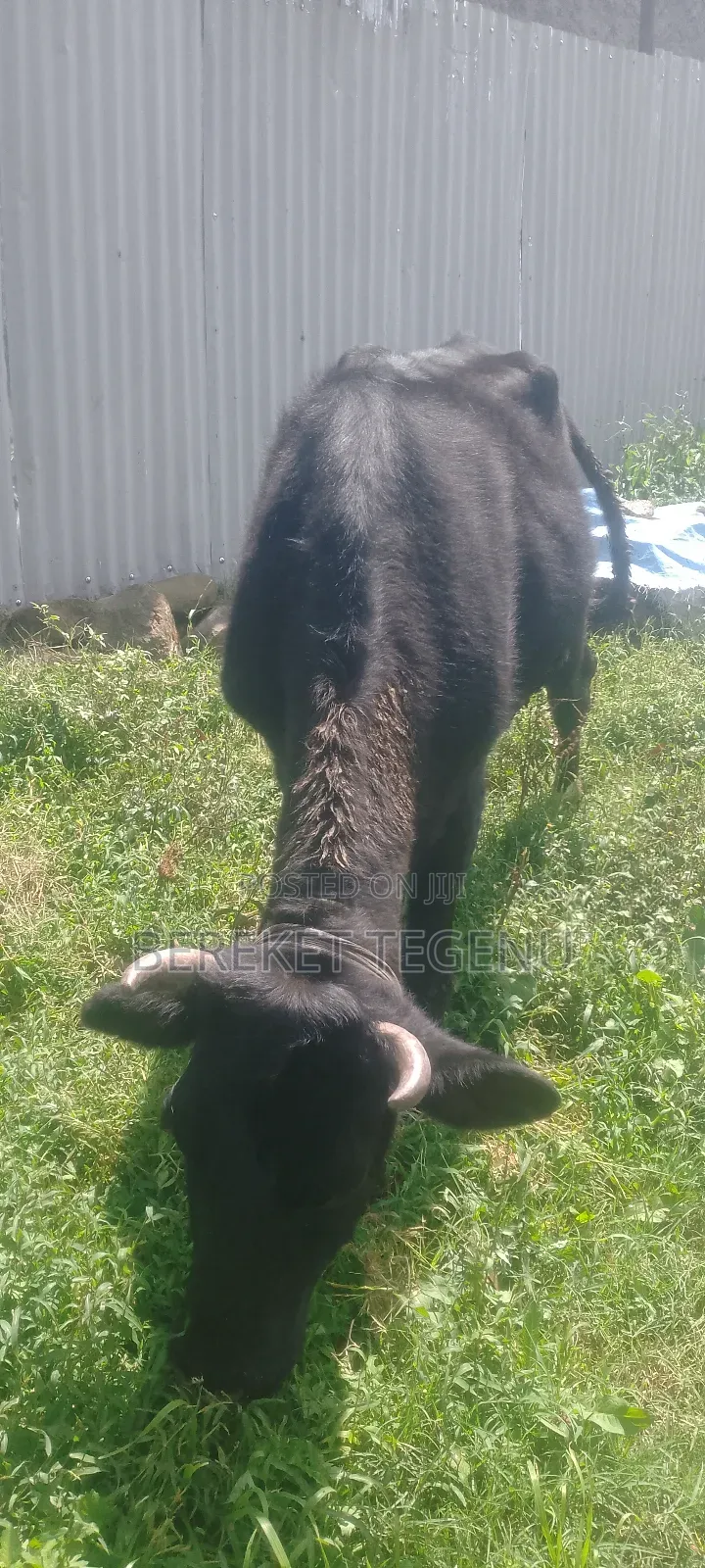 በሬ እና ላም ለተለያዩ የሚሆኑ ለእርድ የሚያገለግሉ