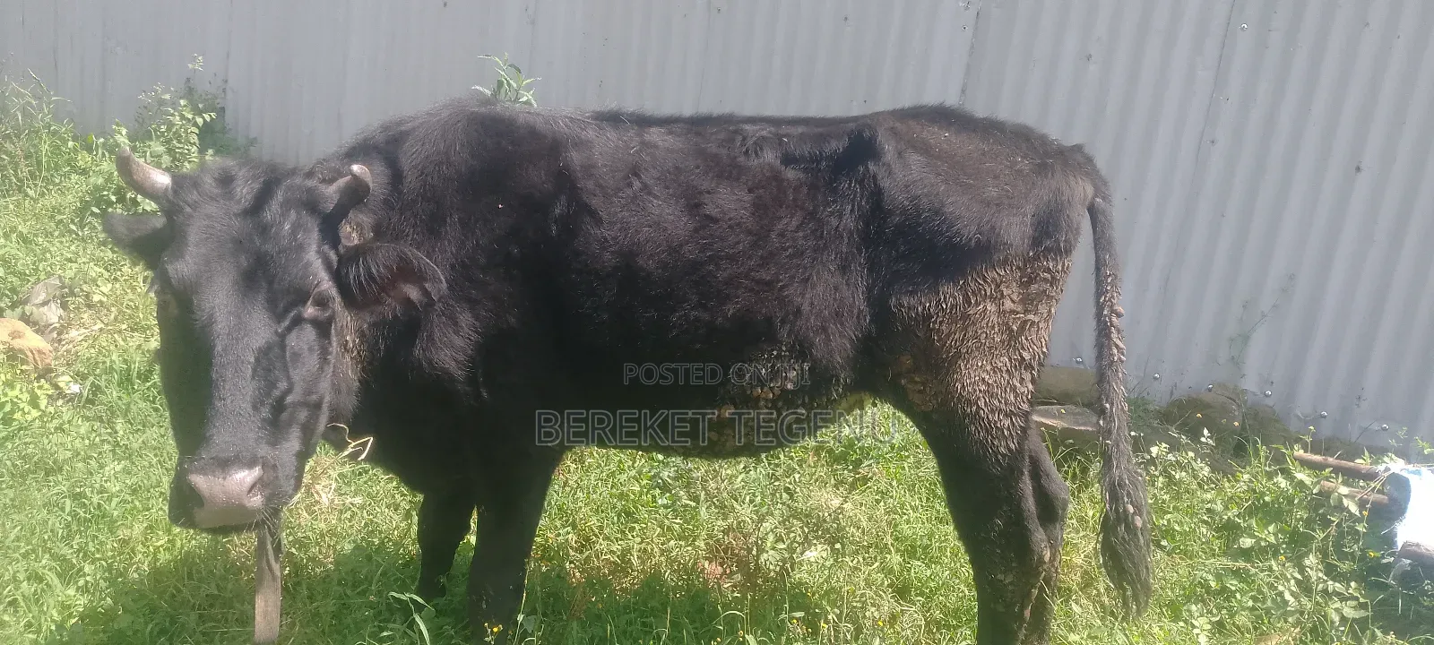 በሬ እና ላም ለተለያዩ የሚሆኑ ለእርድ የሚያገለግሉ