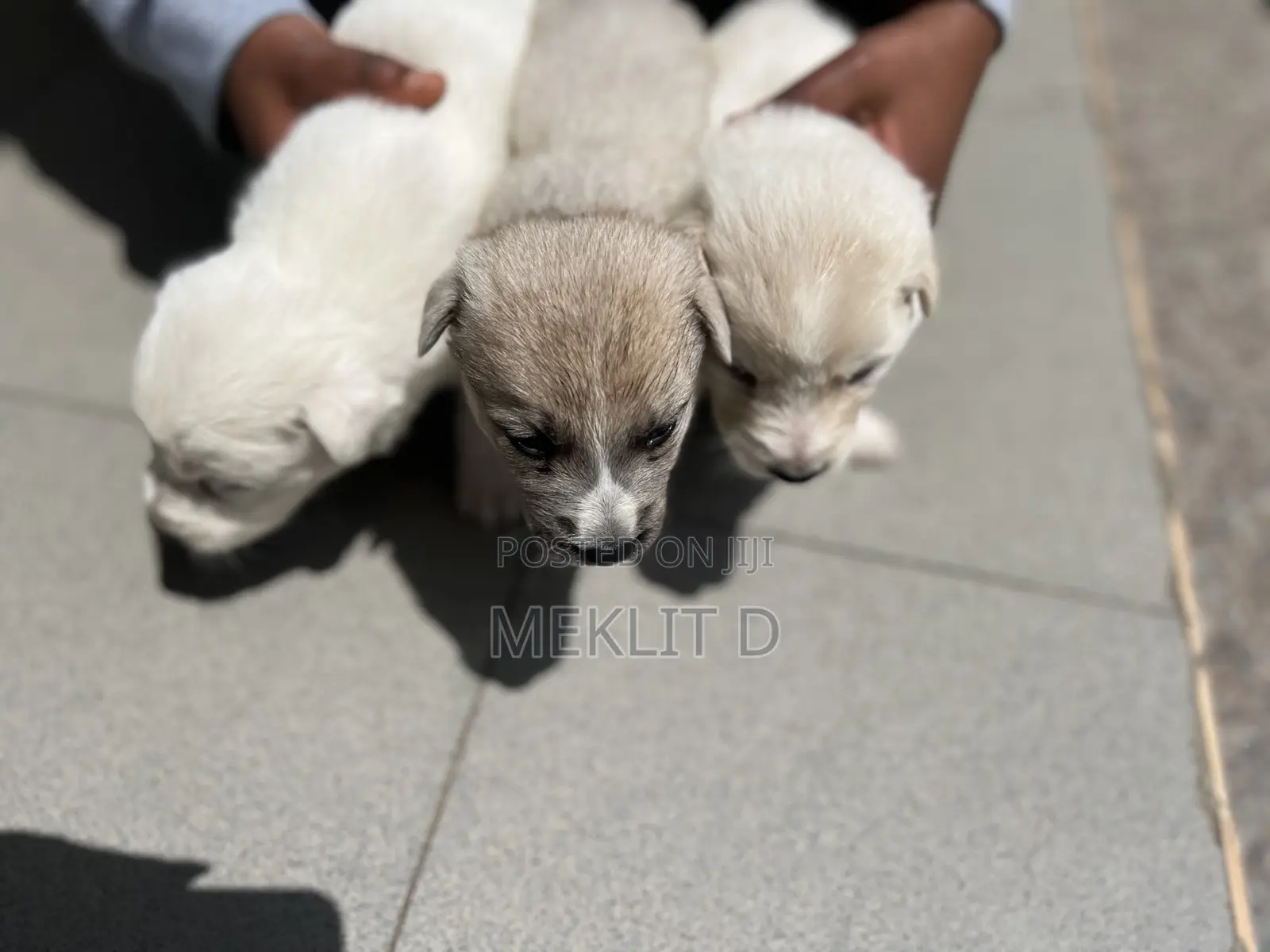 0-1 month Female Mixed Breed Labrador Retriever