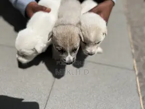 0-1 month Female Mixed Breed Labrador Retriever