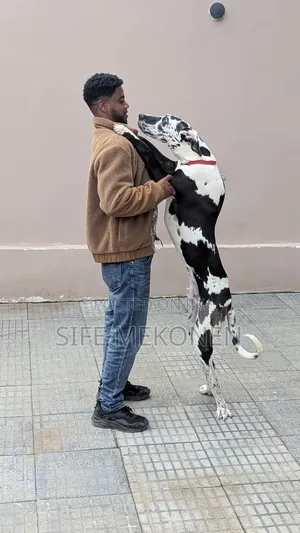 Photo - 6-12 months Male Purebred Great Dane