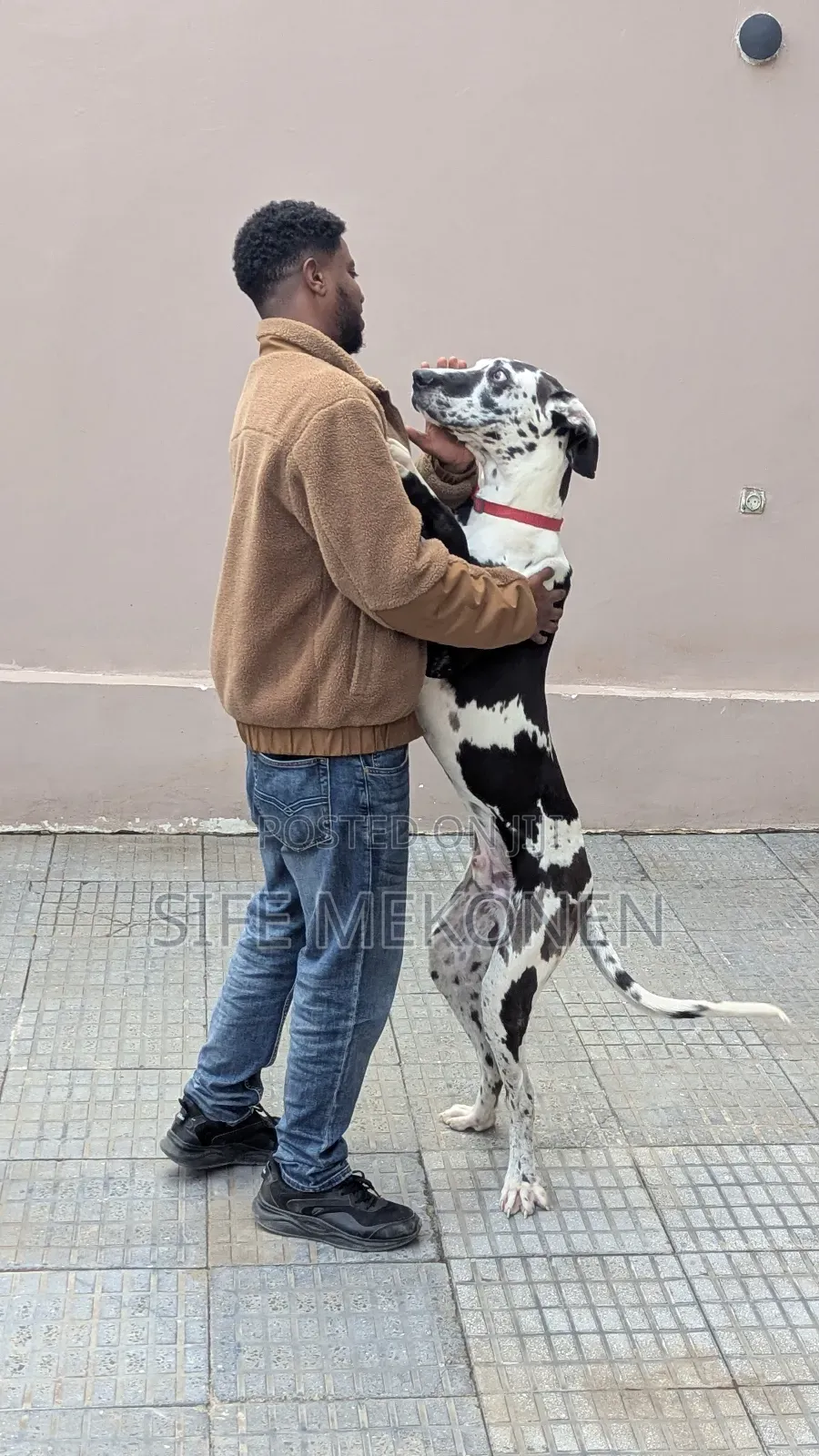 6-12 months Male Purebred Great Dane