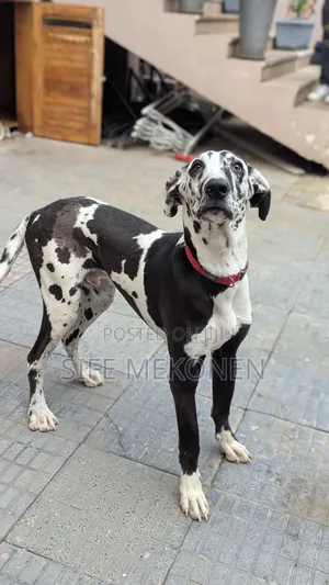Photo - 6-12 months Male Purebred Great Dane
