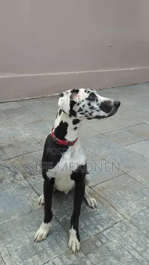 6-12 months Male Purebred Great Dane
