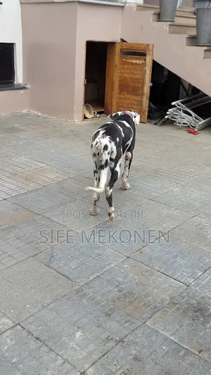 6-12 months Male Purebred Great Dane