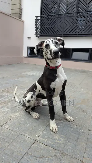 Photo - 6-12 months Male Purebred Great Dane