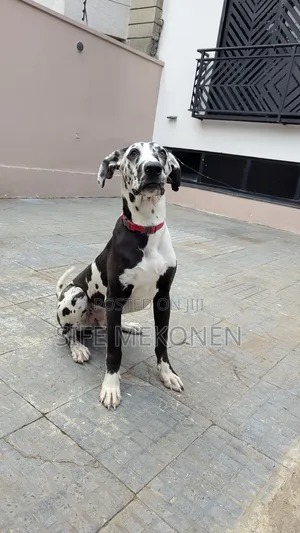 6-12 months Male Purebred Great Dane