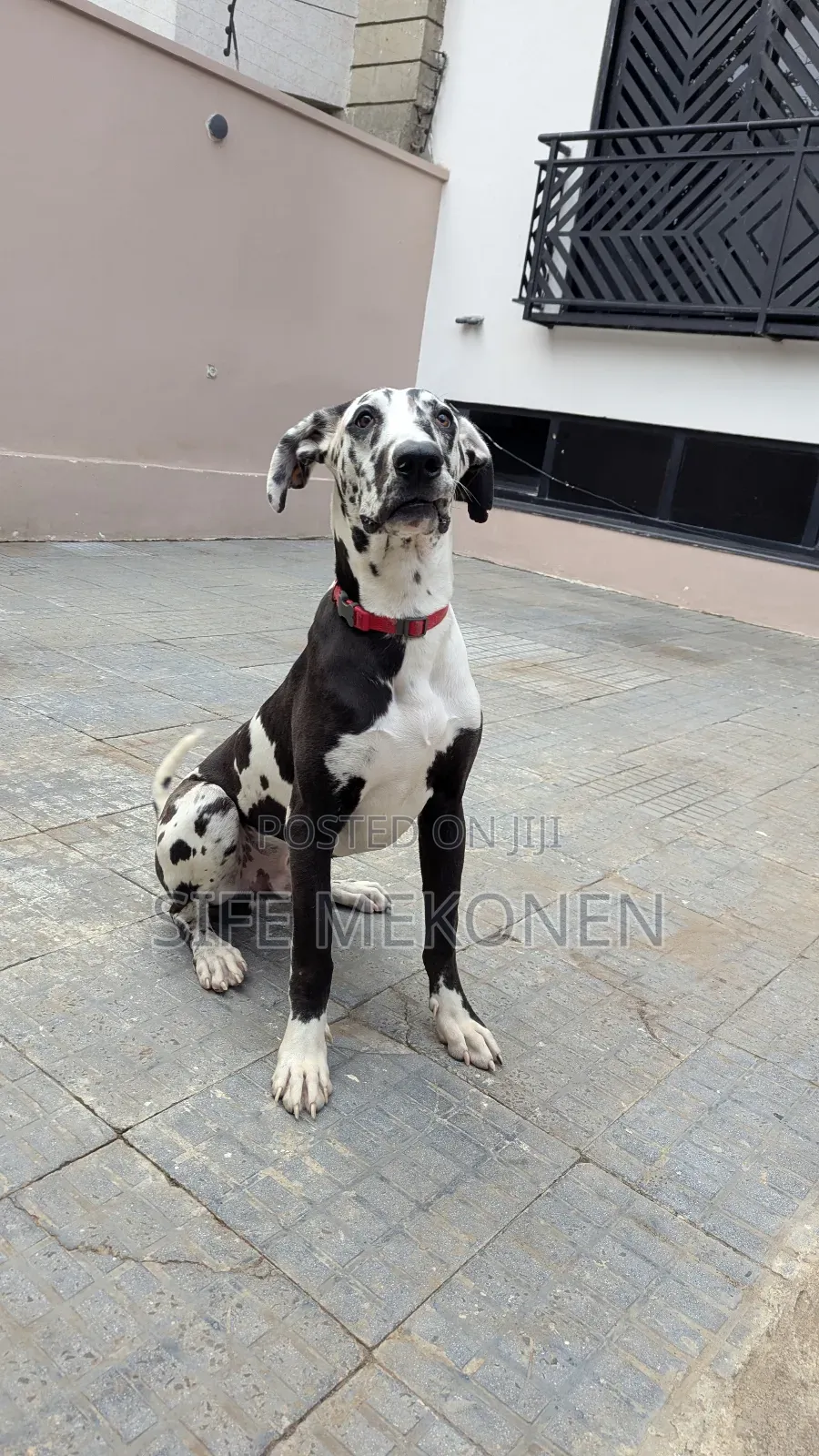 6-12 months Male Purebred Great Dane