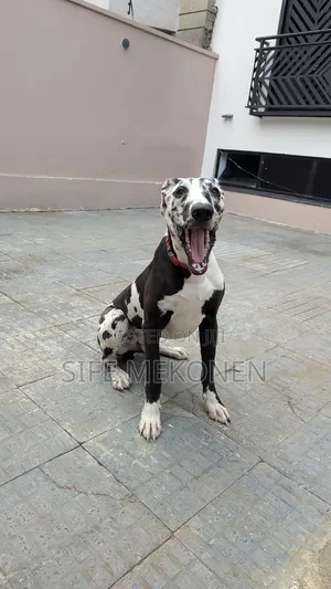 6-12 months Male Purebred Great Dane
