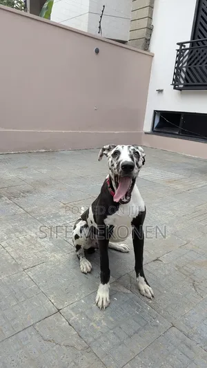 6-12 months Male Purebred Great Dane