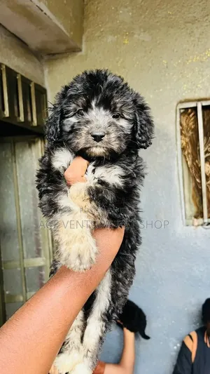 1-3 months Male Purebred Maltipoo