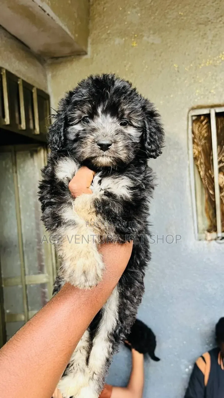 1-3 months Male Purebred Maltipoo