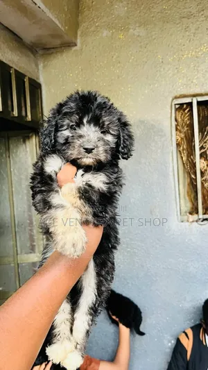 1-3 months Male Purebred Maltipoo