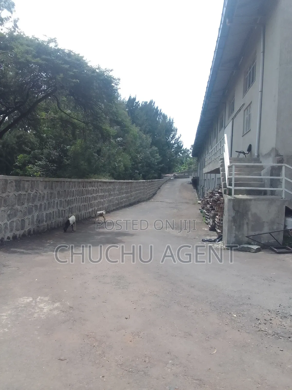 Big Warehouse Rent ትልቅ መጋዘን ኪራይ