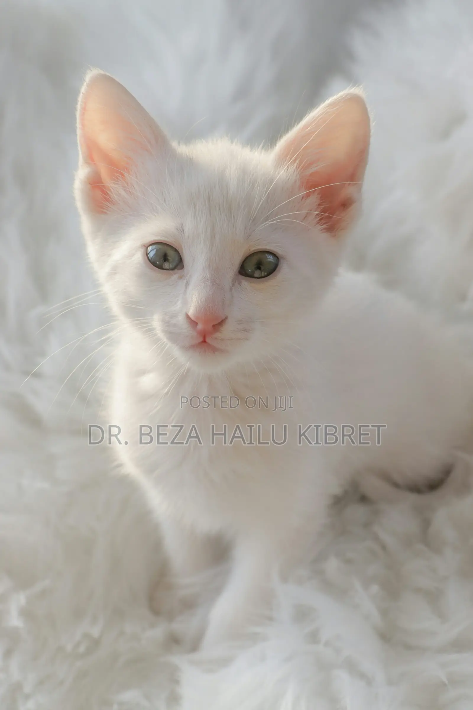 1-3 months Male Mixed Breed American Shorthair
