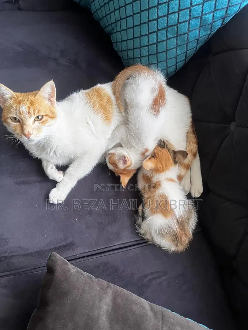 1-3 months Male Mixed Breed American Shorthair