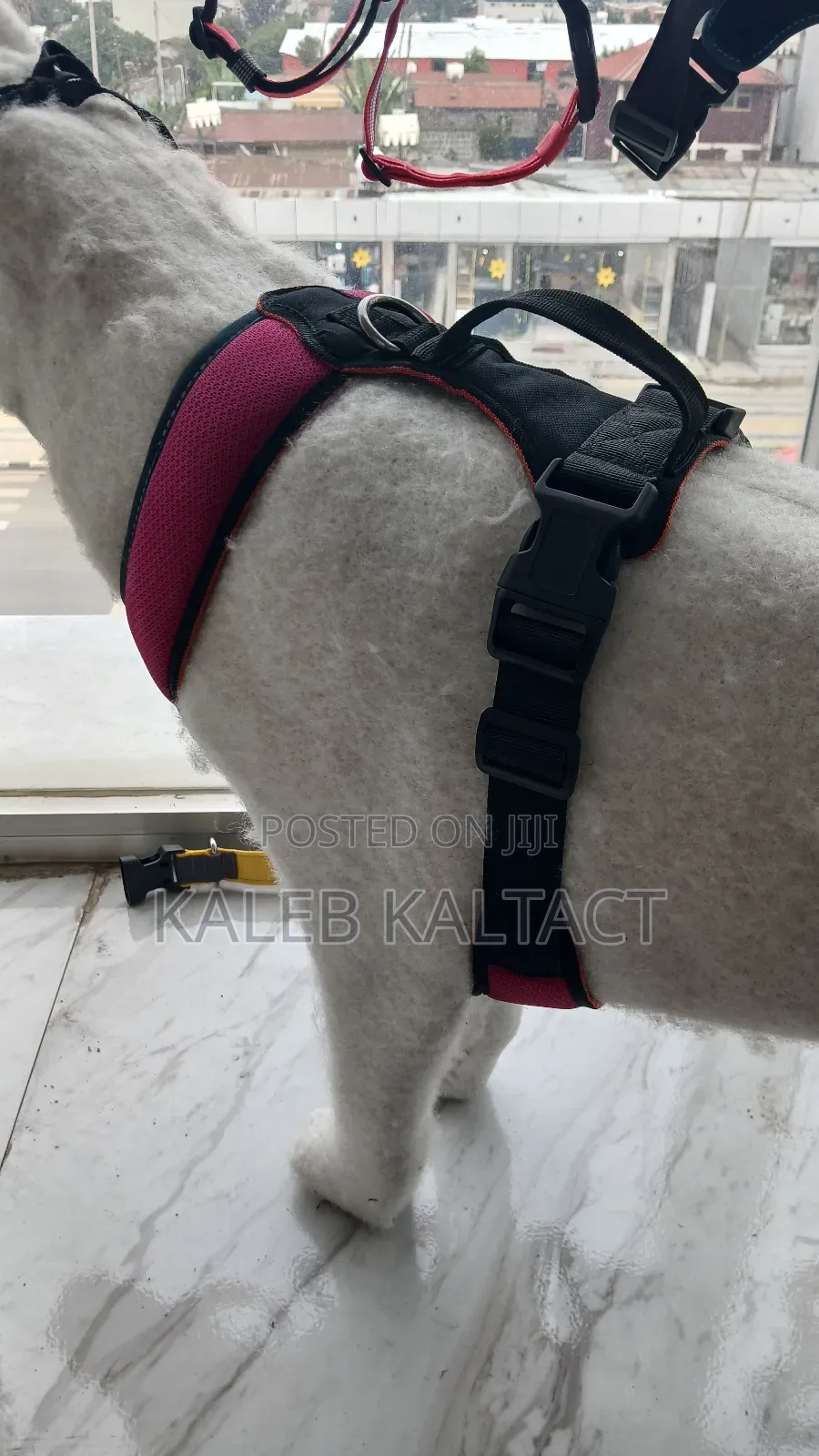 Dog Vest Harness