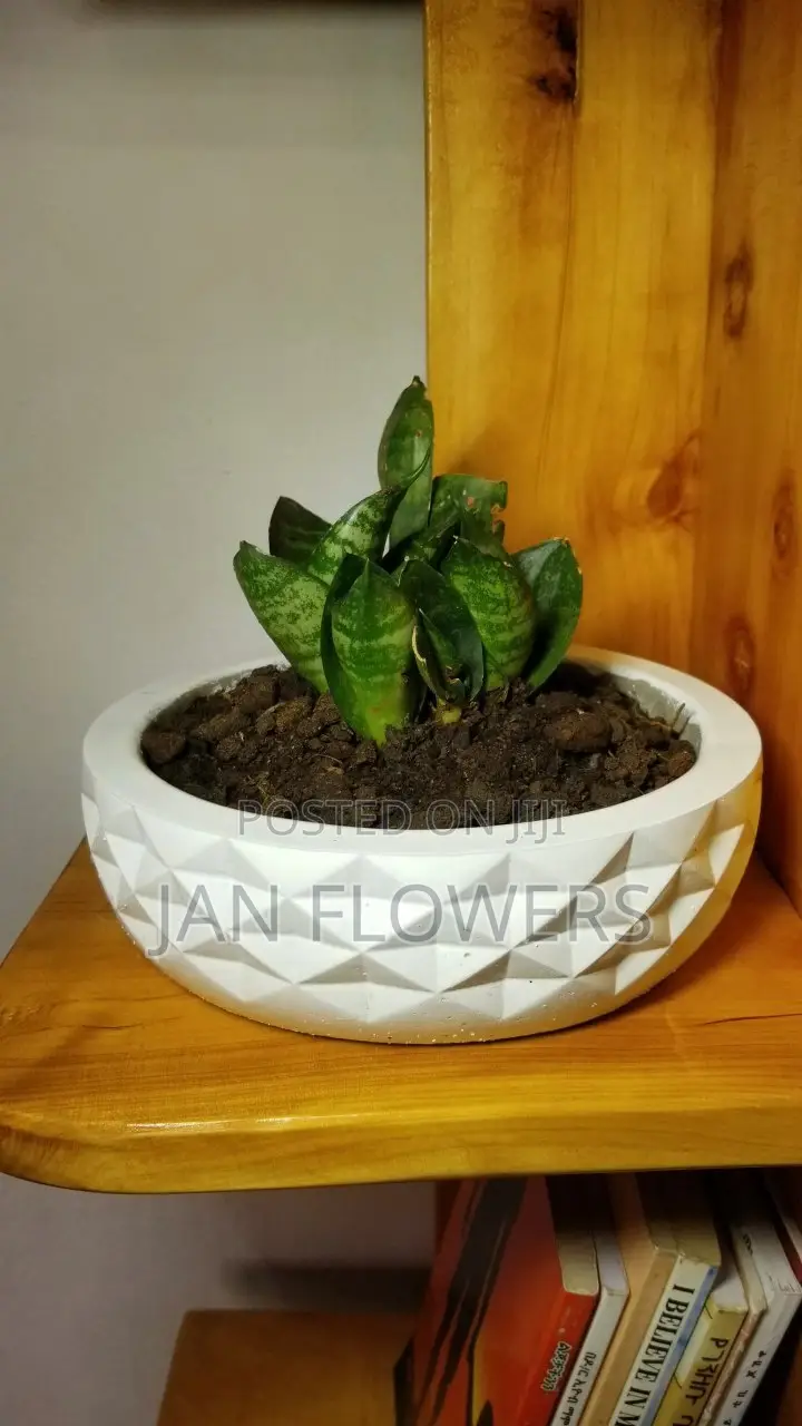 Diamond Shape Large Concrete Flower Pot With Natural Flower Home Offic