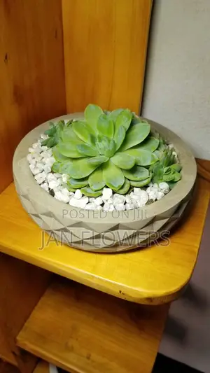 Photo - Diamond Shape Large Concrete Flower Pot With Natural Flower Home Offic