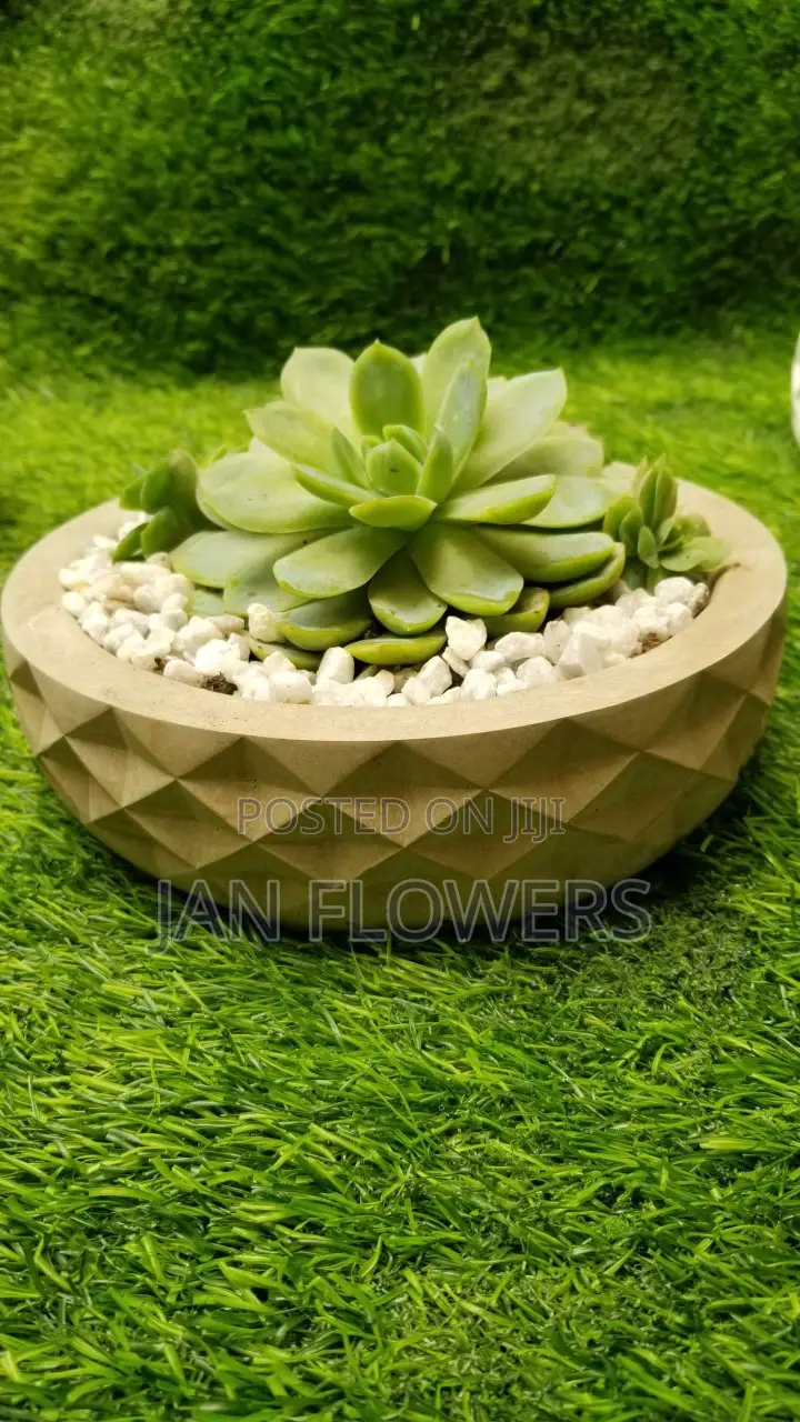 Diamond Shape Large Concrete Flower Pot With Natural Flower Home Offic
