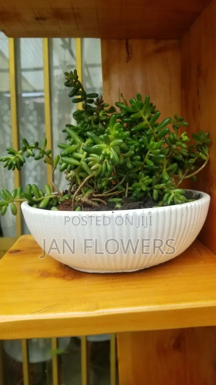 Large Striped Concrete Flower Pot With Natural Flower for Home Office