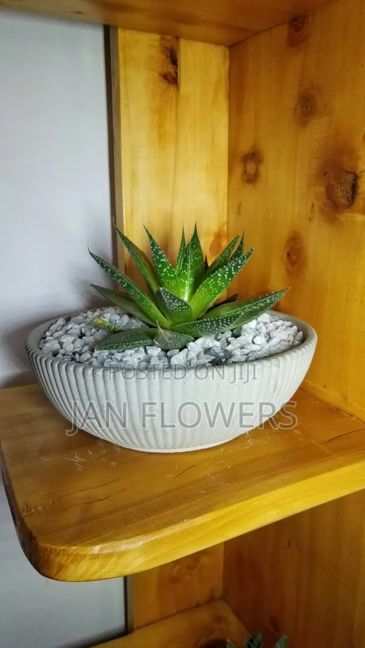 Large Striped Concrete Flower Pot With Natural Flower for Home Office