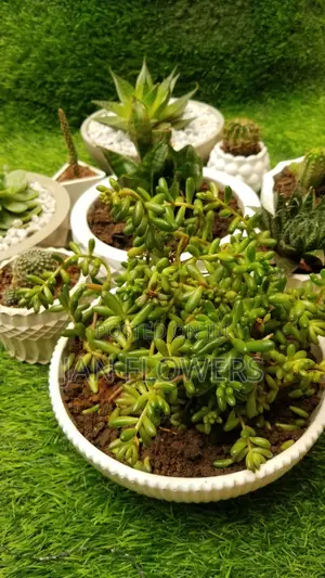 Large Striped Concrete Flower Pot With Natural Flower for Home Office