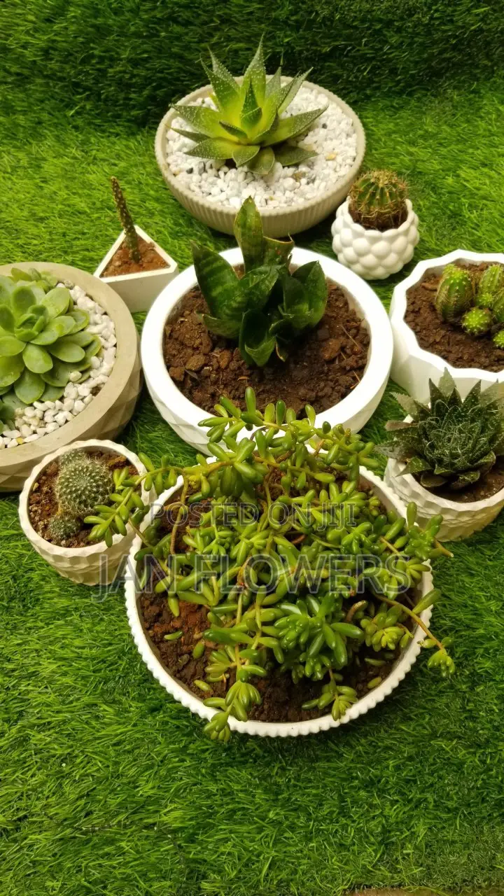 Large Striped Concrete Flower Pot With Natural Flower for Home Office