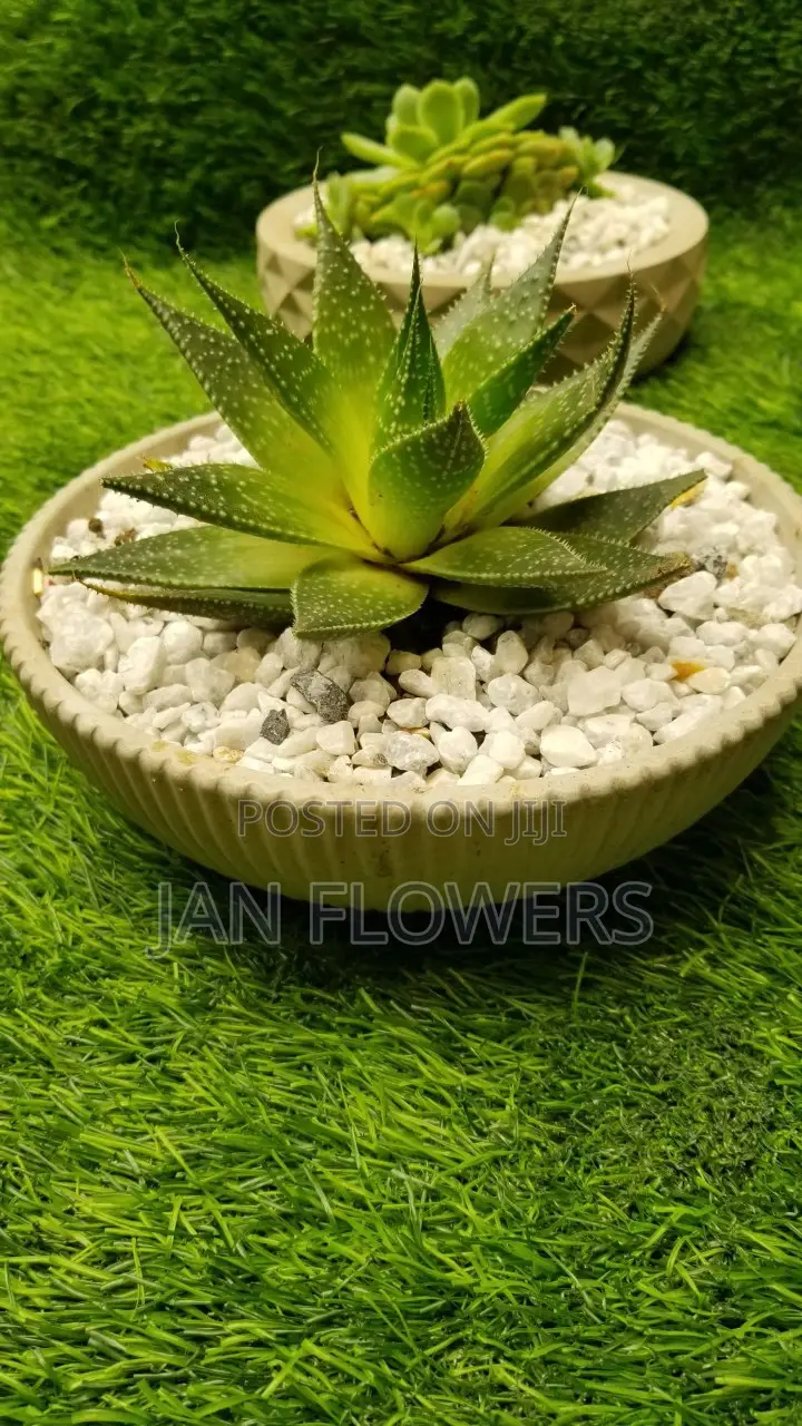 Large Striped Concrete Flower Pot With Natural Flower for Home Office