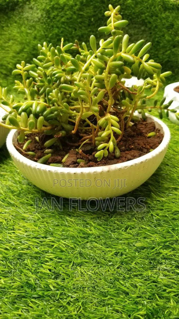 Large Striped Concrete Flower Pot With Natural Flower for Home Office