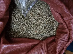 Coffee Bean ( Buna )